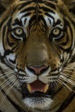 ho-hac-yeu-su-luc-hu-he-yao-shi-lu-tiger-and-crane-02-ho-tu.jpg